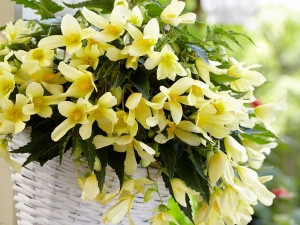 Begonija Beauvilia rumena