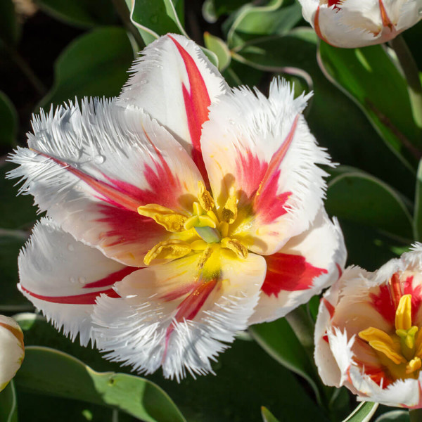 Tulipan 'Salsa'