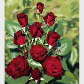 Posoda za vrtnice Barkarole