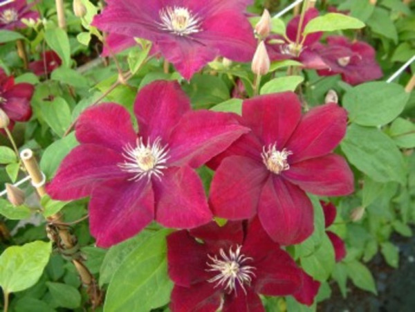 Srobot (Clematis) Rouge Cardinal