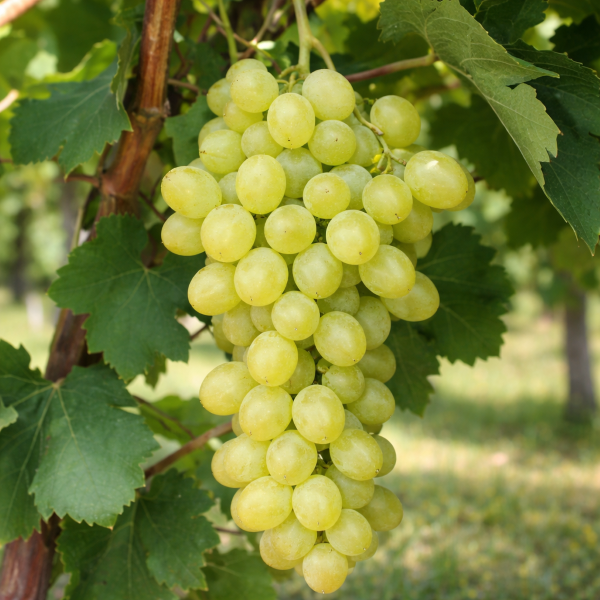 Kraljica Sabe brez peškega grozdja