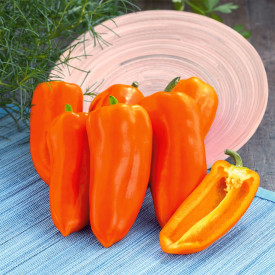 Prigrizna paprika ‘Mini Orange 1’