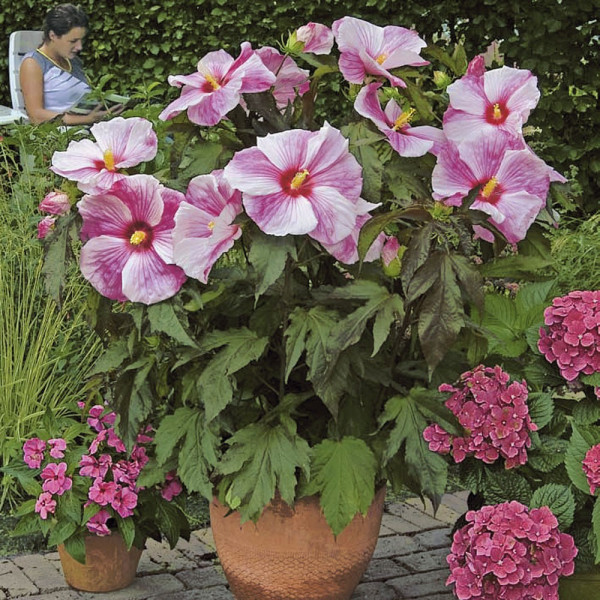Blatni hibiskus roza