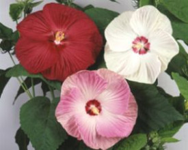 3 orjaške močvirske hibiskuse
