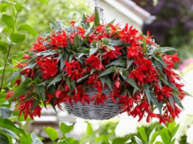 Begonija Beauvilia rdeča