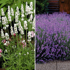 6 rastlin sivke: 3 vijolično-modre in 3 bele