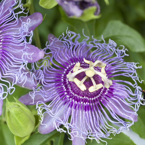 Zimskoodporna pasijonka Cooltropics ‘Eia Popeia’