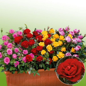 Rdeča mini vrtnica (3)