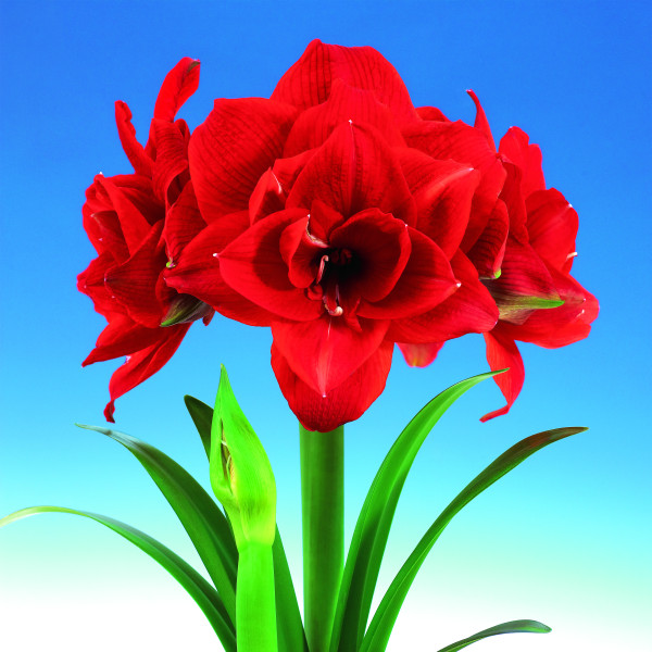 Amarilij Cherry Nymph