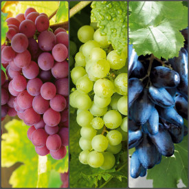3 sorte grozdja