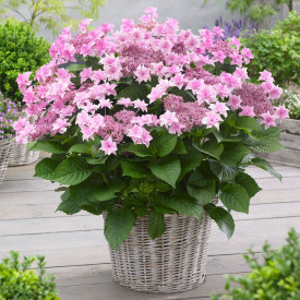 Hortenzija dvojna Rosa