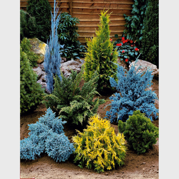 Super aj 7 iglavcev v lončkih