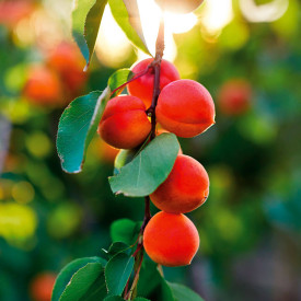 Sunrosso marelica