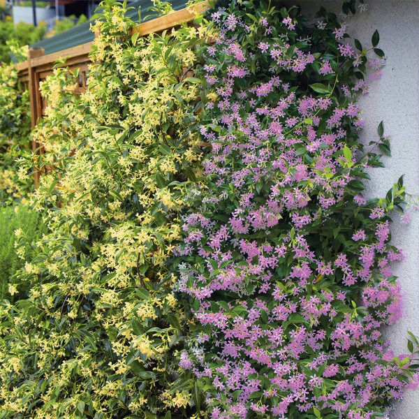 Toskanski zvezdasti jasmin set