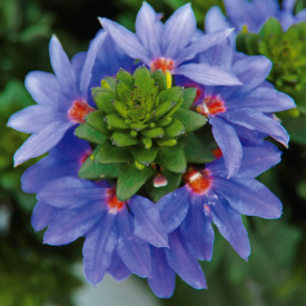 Azure Lily of the Valley Brilliant (3)