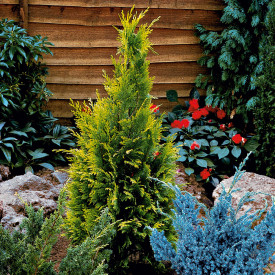 Hamisciprus rumeno-zelena