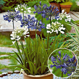 Ljubični cvet, modri (2)