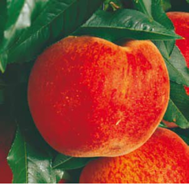 Breskev Redhaven, koreninsko zamotana sadika