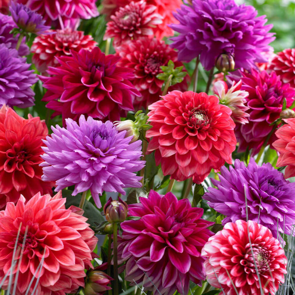 Mešanica dalij ‘Dark Secret’ (3)