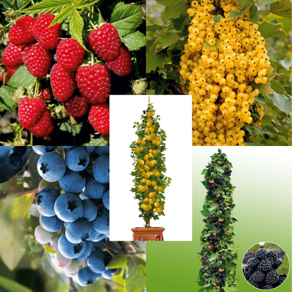 Jagodna kompozicija (5)