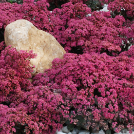 Tušika "Dazzleberry"