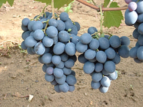 Sorta grozdja Moldova