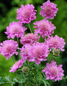 Roza hudičevo oko z velikimi cvetovi