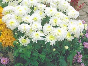 Krizantema Gerrie Hoek bela