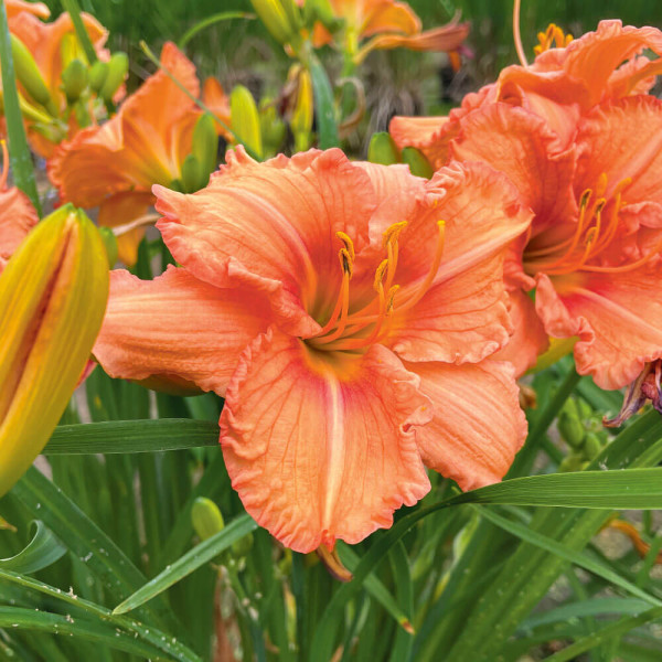 Pomaranča z lilijo v dolini (3)