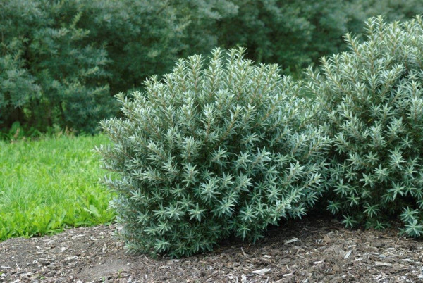 Pasji trn – moška rastlina ‘Hikul’