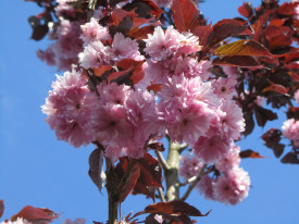 Okrasna češnja, Royal Burgundy