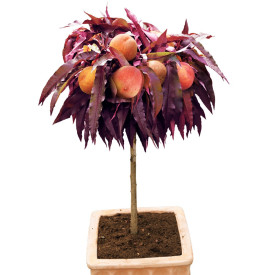 Crimson – pritlikava breskva z rdečimi listi