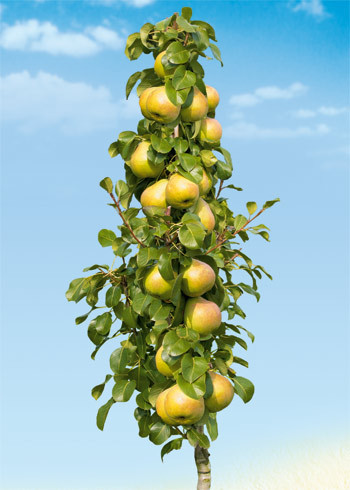 Stebrasta hruška 'Obelisk'