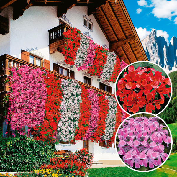 3 rdeče + 3 rožnate viseče pelargonije