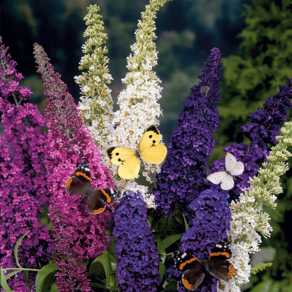 Poletni bezeg 'Tricolor'