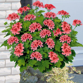 Dišeča pelargonija Orangino 3 kosi