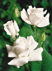 White Star – bela čajna vrtnica