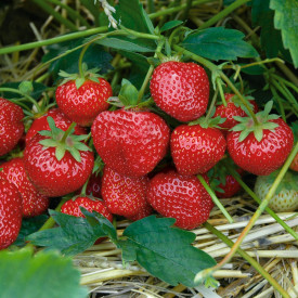 Hummi vrste Senga Sengana (6)