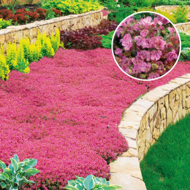 Rožnata vrtna timijanova preproga (3 kom.)