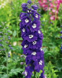 Kokotiček Blue Star