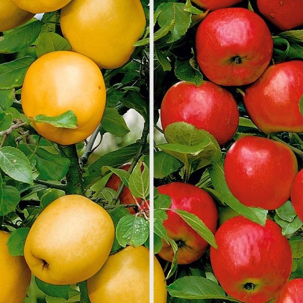 Dvojna jablana s koreninsko grudo