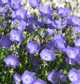 Karpatski zvončica,plavi