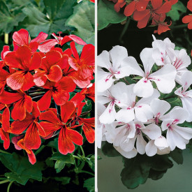 9 tirolskih pelargonij 3 bele, 6 rdečih