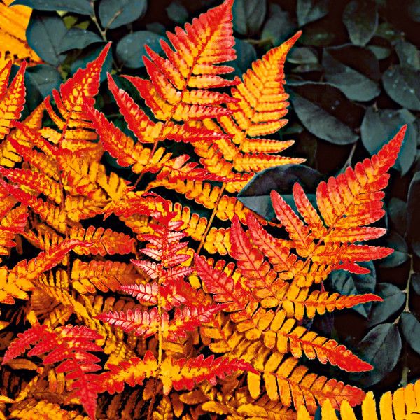 Japonski dežničasti praprotnik