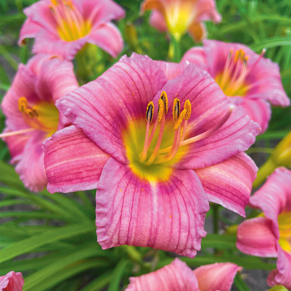 Rožnate lilije v dolini (3)