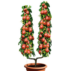 Hruška v obliki črke U Good Lujza