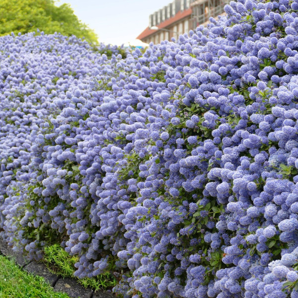 Modri ameriški jorgovan 'Blue Mound