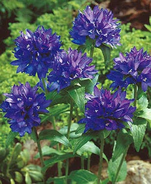 Vozlani zvonček modre barve (3)