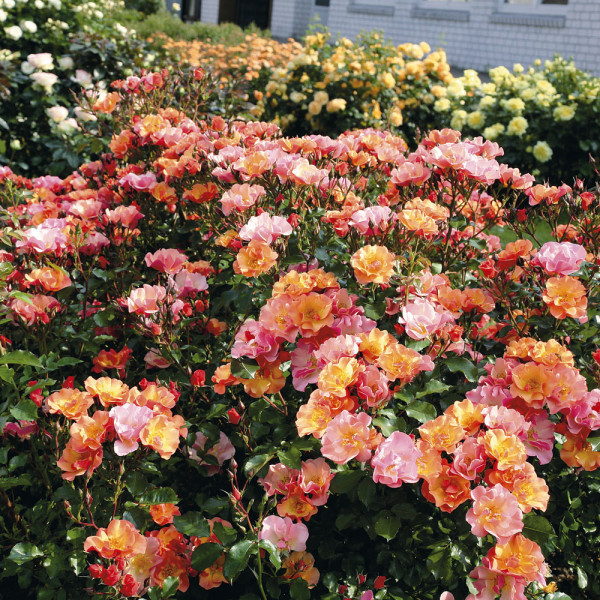 Tla pokrovna jazz vrtnica (3)