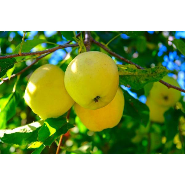 Golden Delicious jabolko